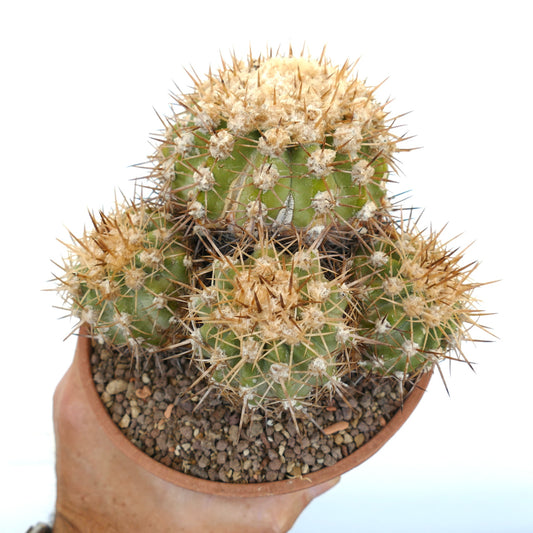 Copiapoa serpentisulcata grüner Kaktus mit dichten goldenen Stacheln und wolligen Areolen im Topf