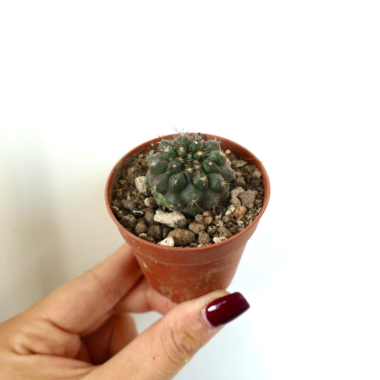 Copiapoa serpentisulcata pequeño cactus suculento con cuerpo acanalado verde grisáceo y espinas cortas en maceta