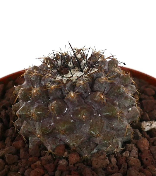 Copiapoa serpentisulcata seltener Sukkulenten-Kaktus mit dunklen Stacheln und strukturierter Oberfläche