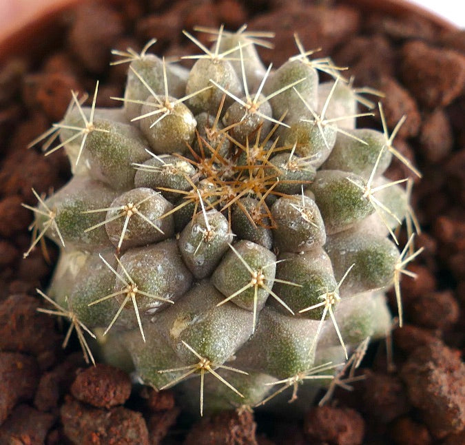 Copiapoa serpentisulcata liten sukkulent kaktusplante med torner i jord