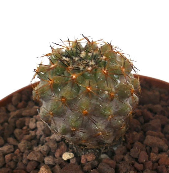 Copiapoa serpentisulcata small round cactus with dense spines and textured green surface