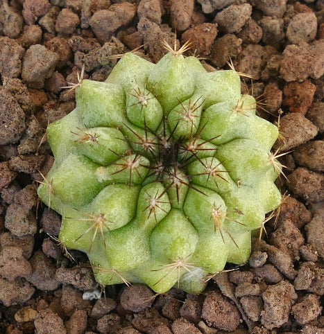 Copiapoa serpentisulcata X Copiapoa cinerea seltener sukkulenter Kaktus mit grünen Tuberkeln und braunen Stacheln