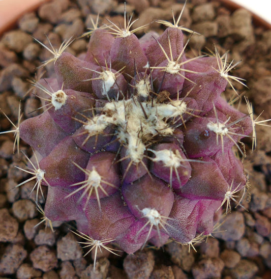 Copiapoa serpentisulcata X Copiapoa continua succulent cactus with purple tubercles and sharp spines