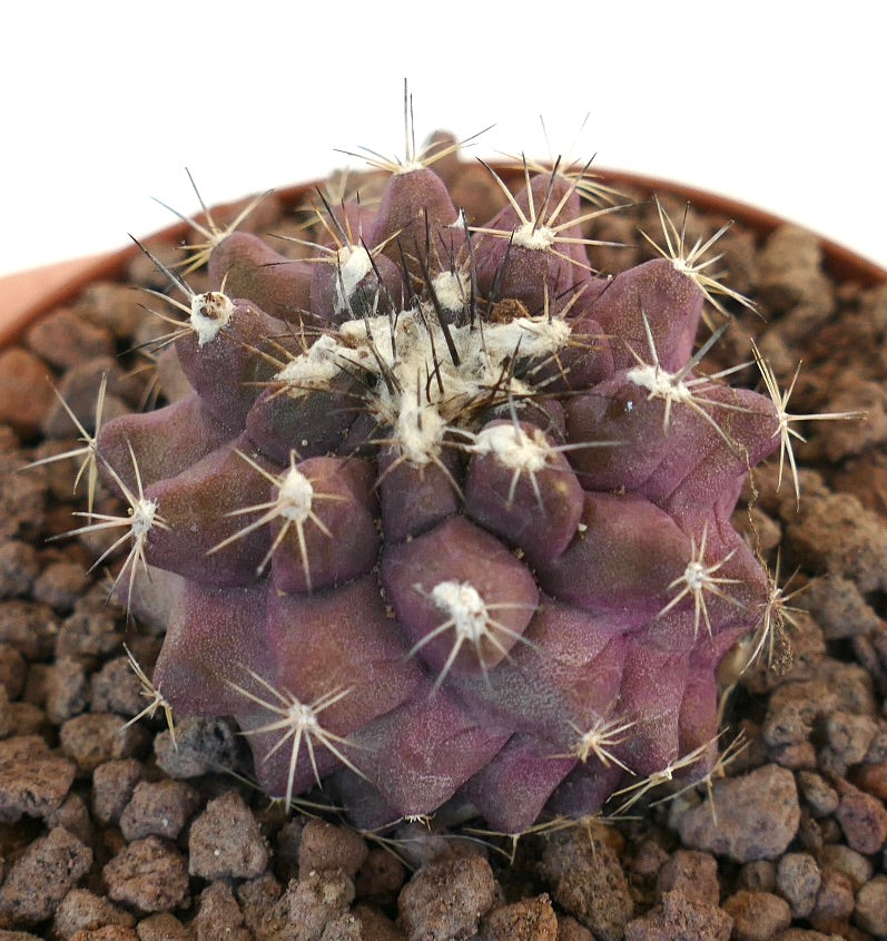 Copiapoa serpentisulcata X Copiapoa continua rare purple succulent cactus with sharp spines and textured surface
