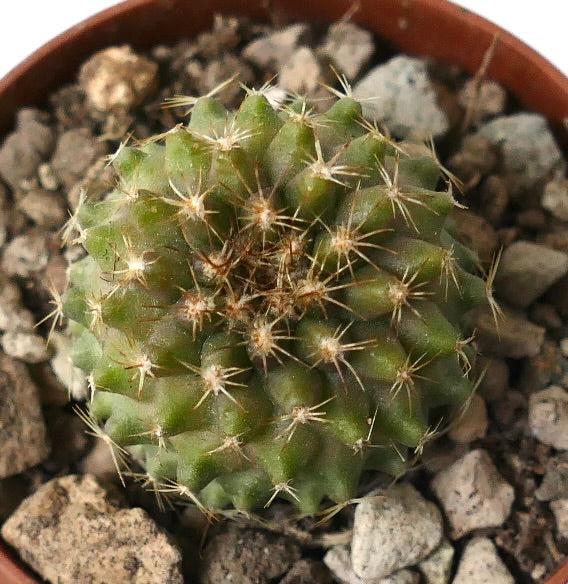 Copiapoa serpentisulcata X tenuissima small green cactus with sharp spines in rocky soil