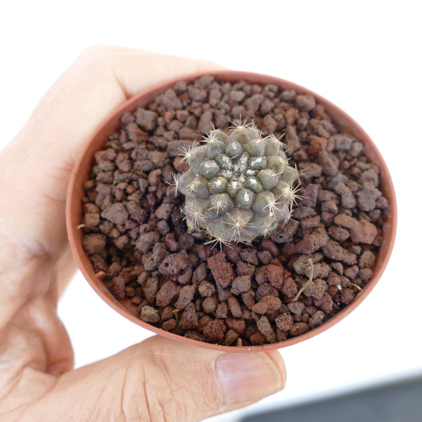 Copiapoa serpentisulcata x Copiapoa goldii small succulent cactus with rounded tubercles and short spines