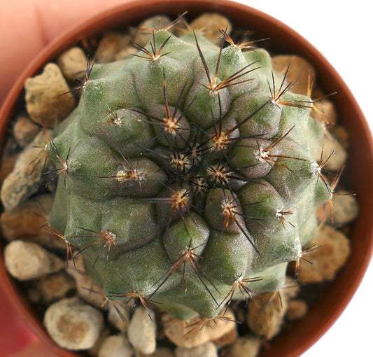Copiapoa serpentisulcata x Copiapoa humilis overhead close-up – Compact globular cactus with distinct ridges and clusters of brown-black spines, growing in a small pot with rocky substrate.
