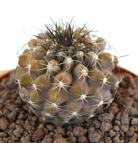 Copiapoa serpentisulcata x Copiapoa oliviana Hybridenkaktus mit abgerundeten Rippen und scharfen Dornen