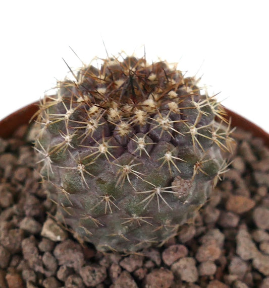 Copiapoa serpentisulcata x cinerea kleine runde Kaktus mit dichten Stacheln und strukturierter Oberfläche