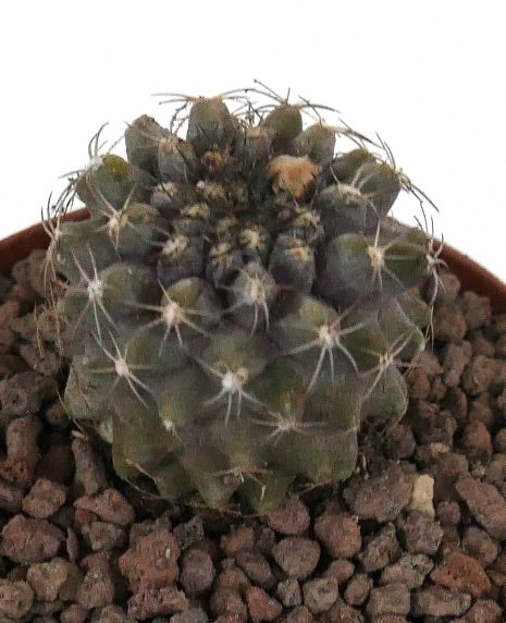 Copiapoa serpentisulcata x cinerea seltene Sukkulente Kaktus mit dichten Dornen und strukturiertem grünem Körper