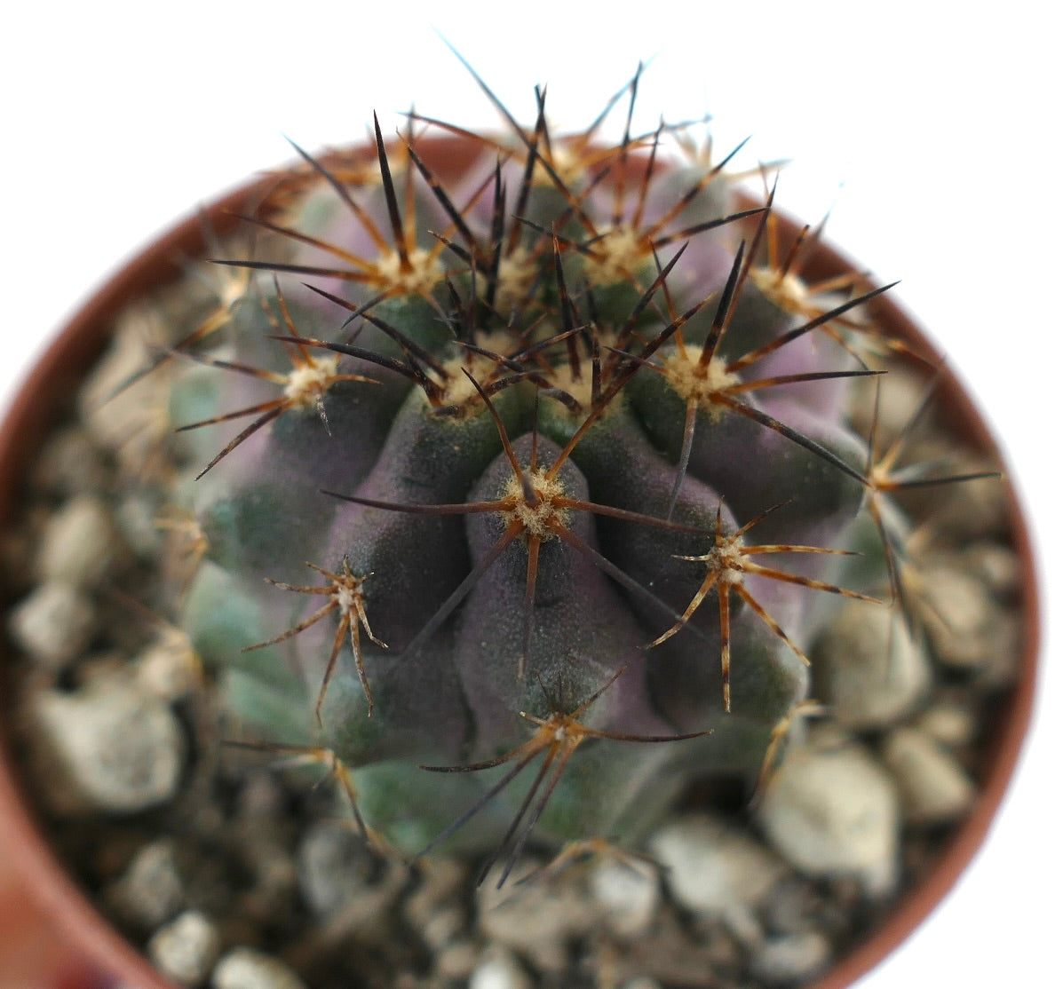 Copiapoa serpentisulcata x cinerea small cactus with dark spines and slightly pinkish green body