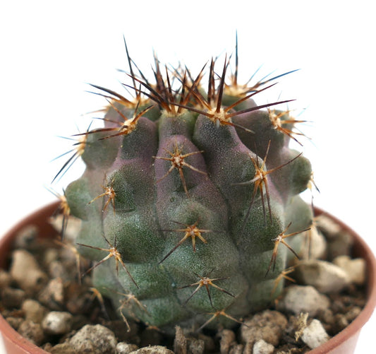 Copiapoa serpentisulcata x cinerea rare cactus with thick spines and slightly pinkish green body
