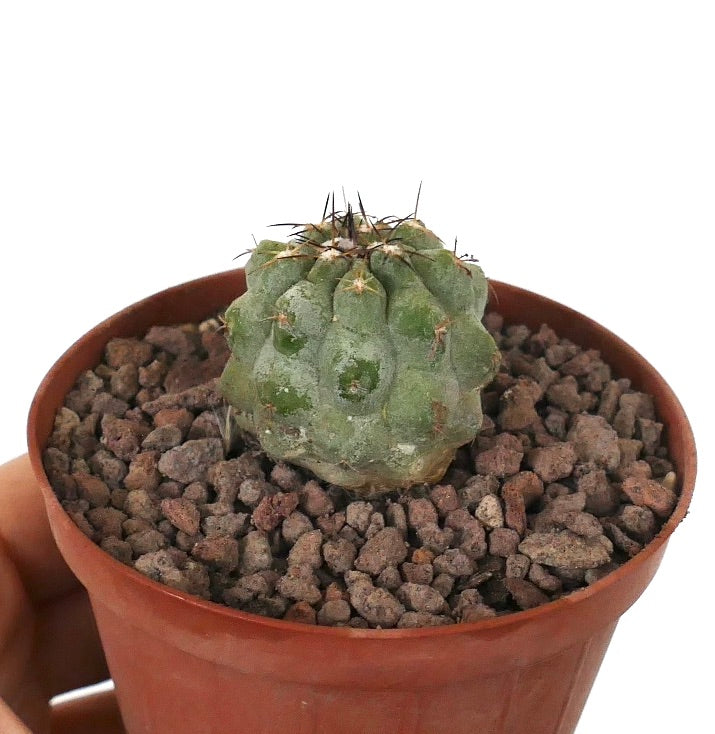 Kleiner grüner Kaktus Copiapoa serpentisulcata x Copiapoa cinerea nuda mit kurzen schwarzen Stacheln im Topf