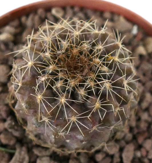 Kleiner runder Kaktus Copiapoa serpentisulcata x Copiapoa tenuissima mit dünnen gelben Dornen und strukturierter Oberfläche