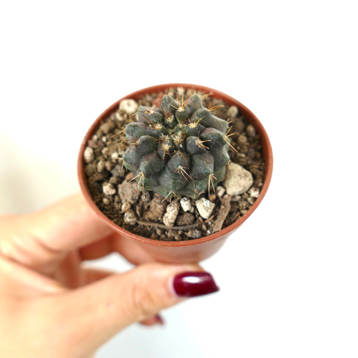 Copiapoa serpentisulcata x goldii pequeño cactus suculento verde oscuro con espinas afiladas en maceta