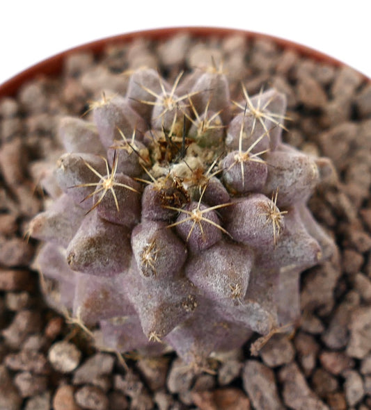 Copiapoa serpentisulcata x humilis suculenta rara púrpura con espinas afiladas y superficie texturizada