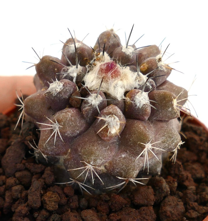 Copiapoa serpentisulcata x hypogaea raro cactus succulento con tubercoli spinosi scuri e areole lanose