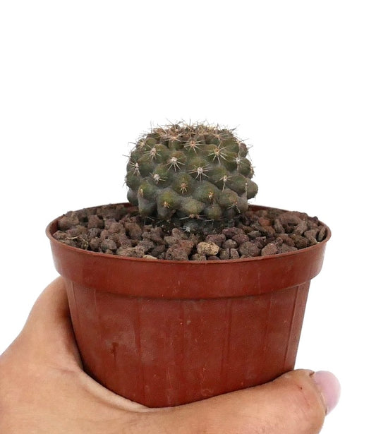 Kleiner runder Sukkulenten-Kaktus Copiapoa serpentisulcata x tenuissima mit kurzen Stacheln im Topf