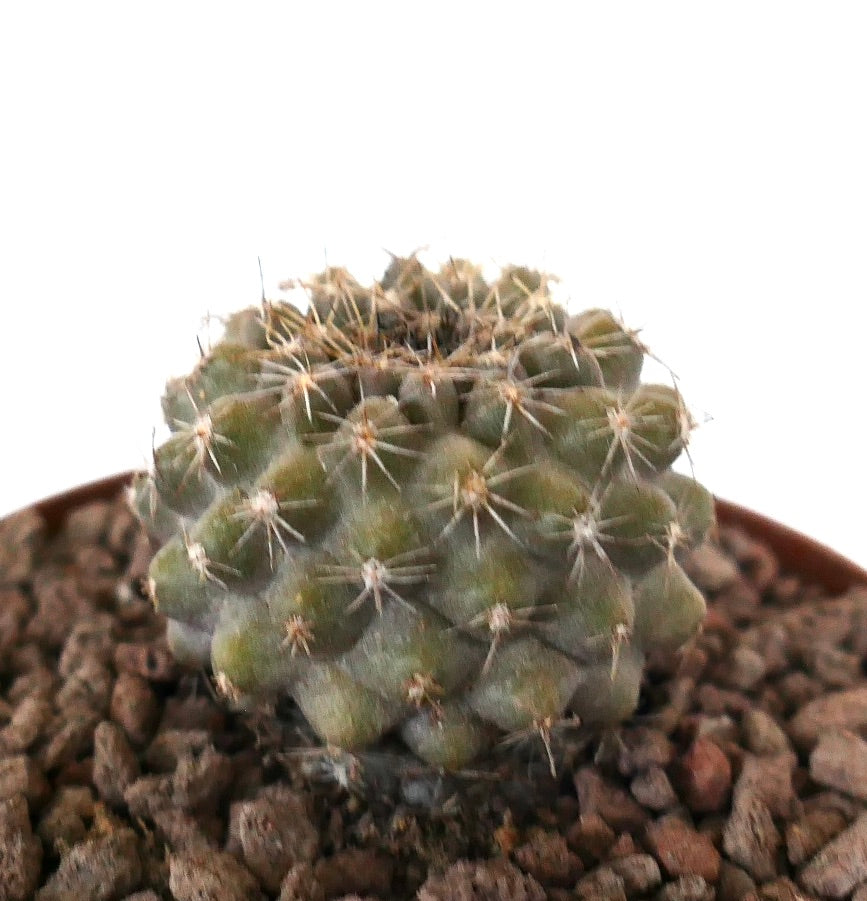 Kleine runde Sukkulente Copiapoa serpentisulcata x tenuissima mit kurzen Stacheln und strukturierter Oberfläche