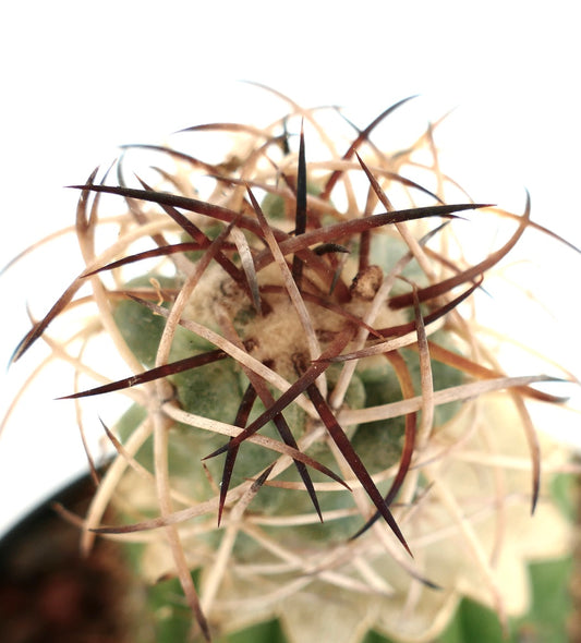 ต้นกระบองเพชรโคปิอาโพอา โซลาริส พร้อมหนามหนาทึบยาวสีน้ำตาลเข้มและสีเบจบนลำต้นสีเขียว