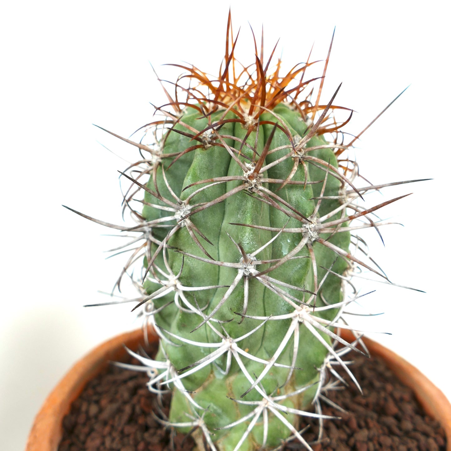 Copiapoa solaris sukkulent kaktus med tykk grønn stamme og lange brune og hvite torner i potte