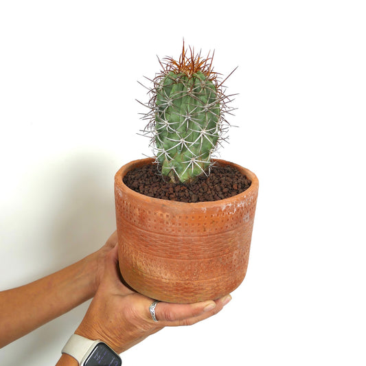 Copiapoa solaris liten grønn kaktus med lange rødaktige og hvite pigger i terrakottakrukke