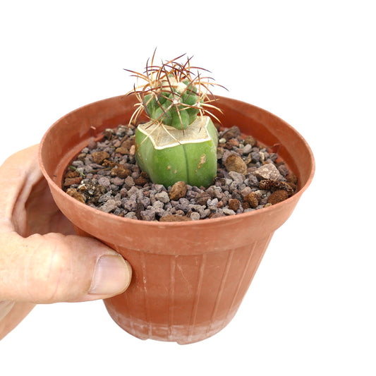 Pequeño cactus suculento Copiapoa solaris con espinas gruesas en maceta de terracota
