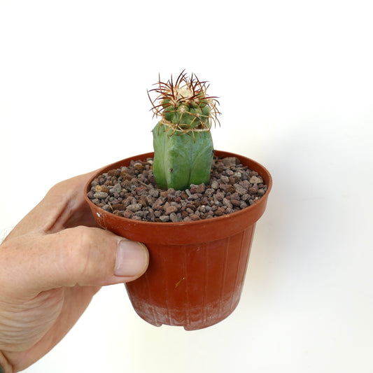 Copiapoa solaris liten sukkulent kaktus med grønn ribbet stamme og rødaktige torner i potte