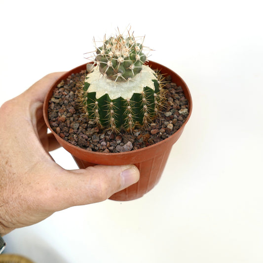 Copiapia cinerea var. albispina rare cactus with green ribbed body and white woolly grafted top