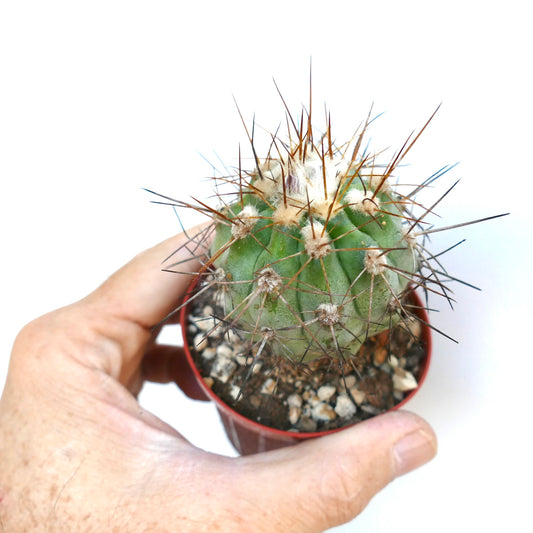 Potted Copiapoa solaris cactus held in hand, showing its spherical ribbed form with dense brown spines and white wool at the top.