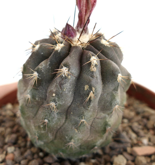 Copiapoa superba dark green succulent cactus with prominent ribs and sharp spines in pot