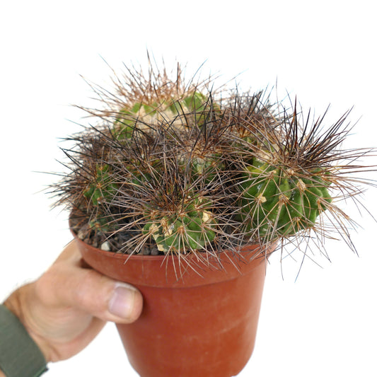 Copiapoa superba small green cactus with dense long brown spines in terracotta pot