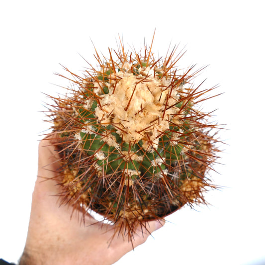 Copiapoa superba cactus with dense reddish spines and woolly cream areoles succulent specimen