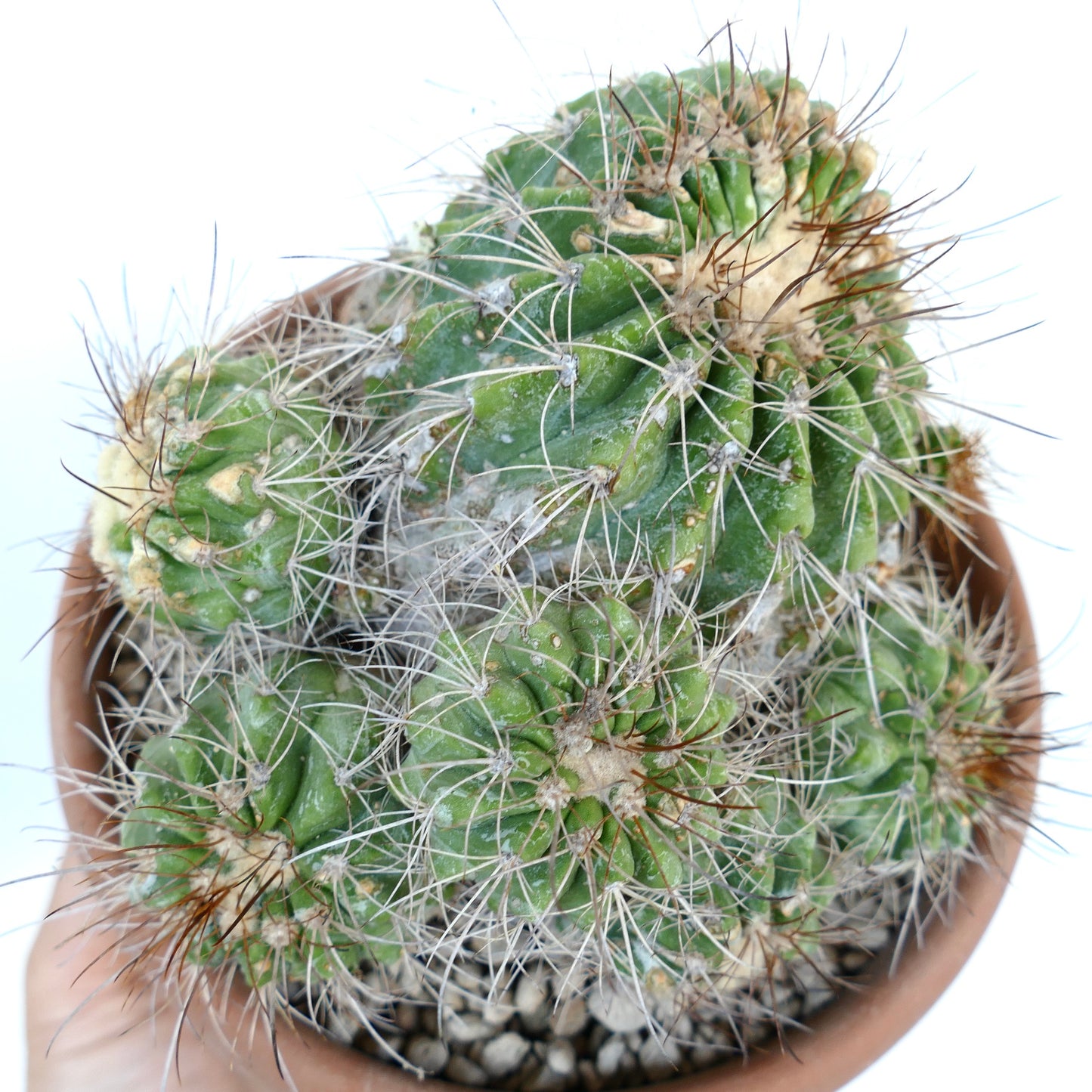 Copiapoa superba CLUSTER rare spiny succulent cactus grafted in terracotta pot