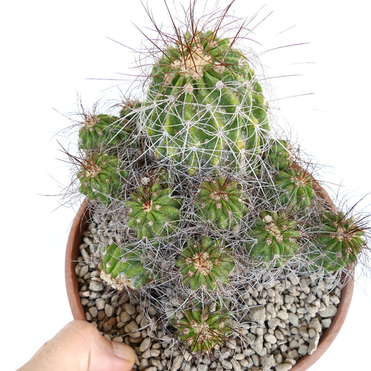 Copiapoa superba CLUSTER rare grafted cactus with green ribbed stems and long spines