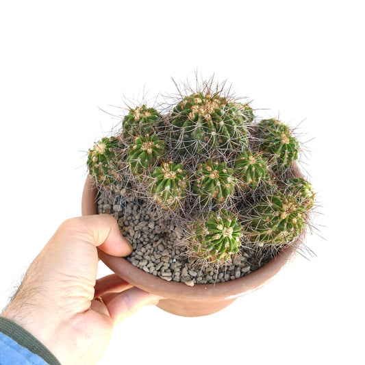 Copiapoa superba multiheads old cluster cactus with dense spines in terracotta pot