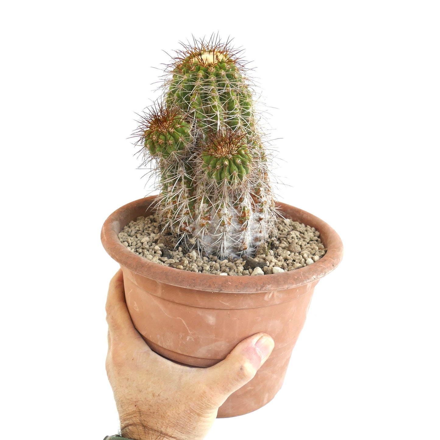 Copiapoa superba rare old grafted cactus with multiple green spiny branches in pot