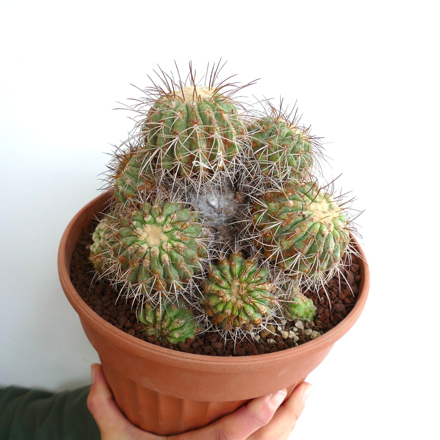 Copiapoa superba SELECTED 14 HEADS CLUSTER