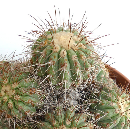 Copiapoa superba SELECTED 14 HEADS CLUSTER