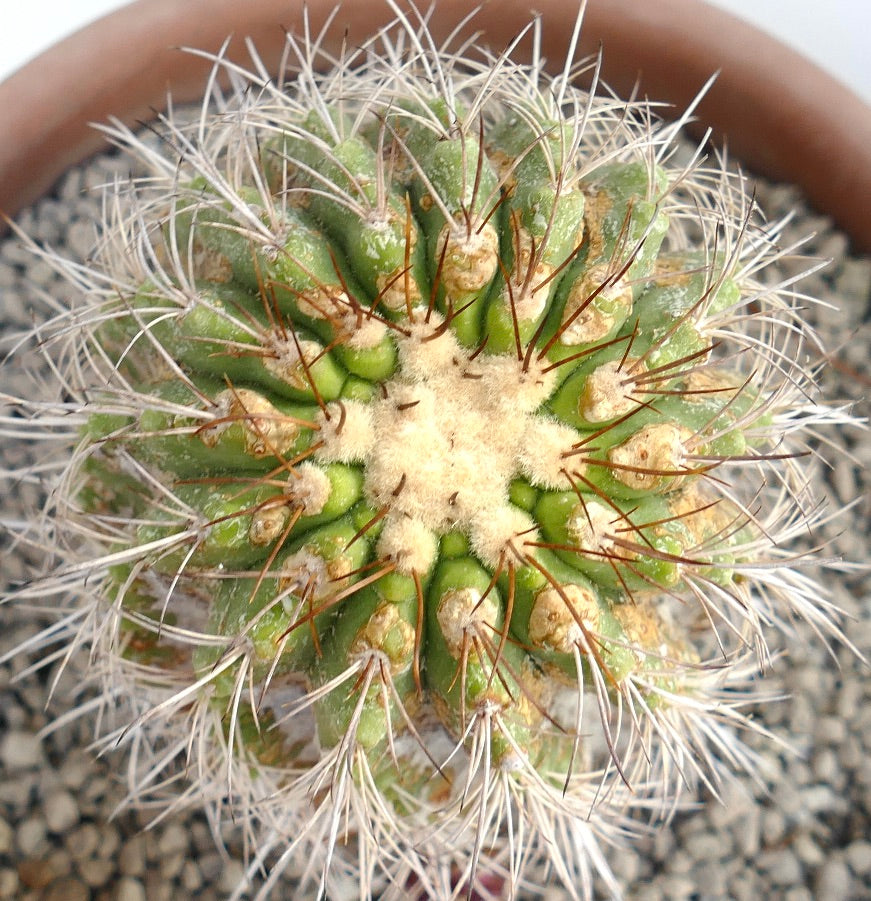 Copiapoa superba single head grafted rare succulent cactus with dense spines in terracotta pot