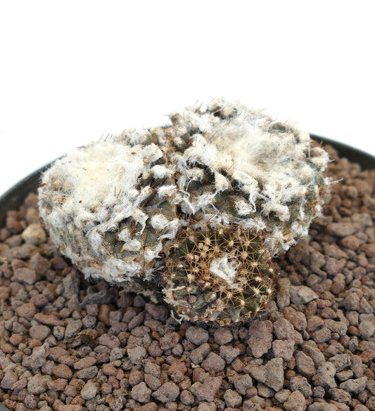 Copiapoa tenuissima rare cactus with dense white wool and small brown spines in rocky soil
