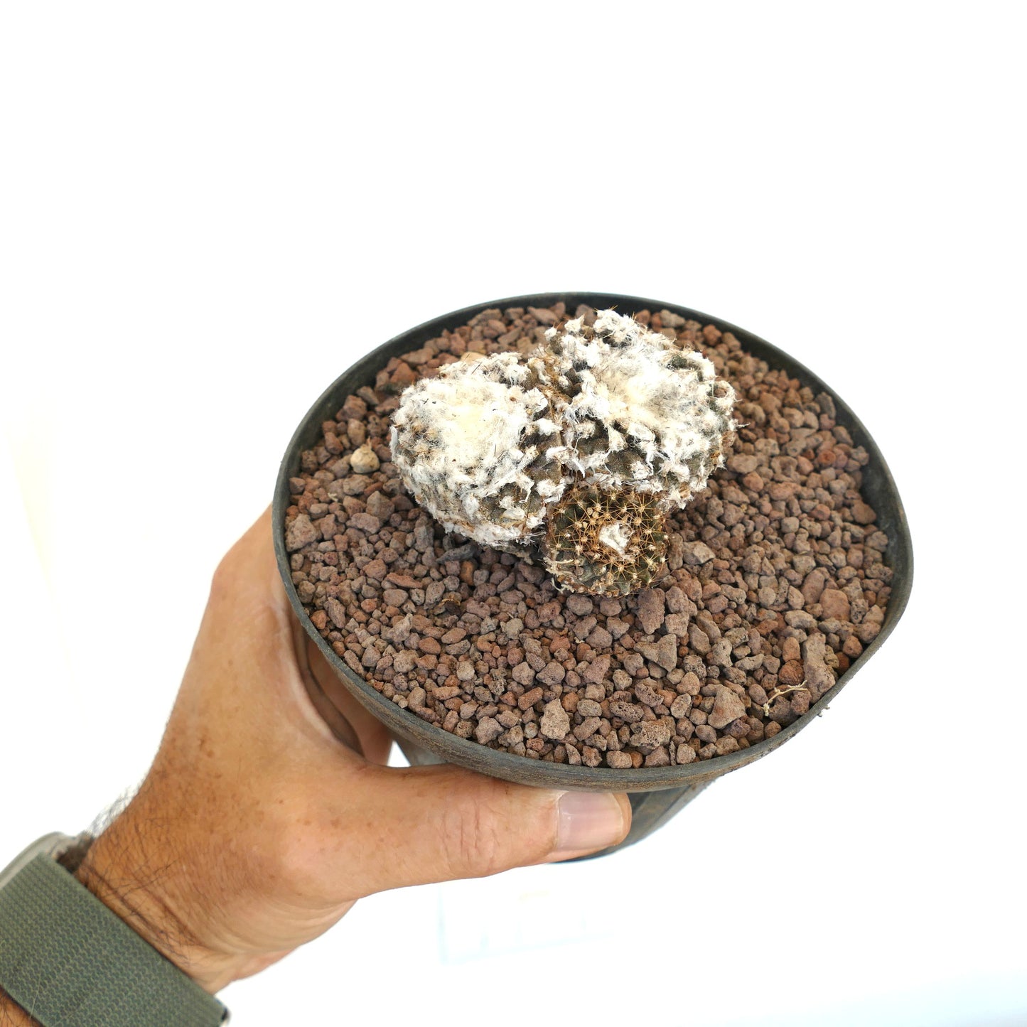 Copiapoa tenuissima pequeño cactus con densa lana blanca y espinas marrones en maceta