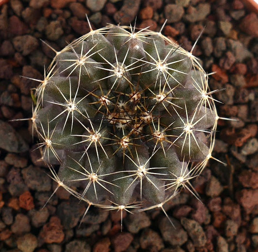 Copiapoa tenuissima small round cactus with white spines and dark green body succulent