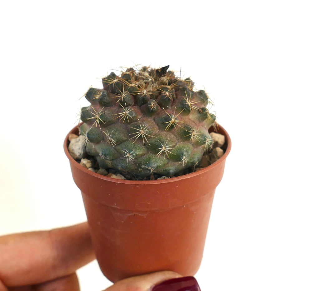 โคปิอาโพอา เทนูอิสซิมมา กระบองเพชรกลมเล็กพร้อมหนามทองสั้นในกระถางดินเผา