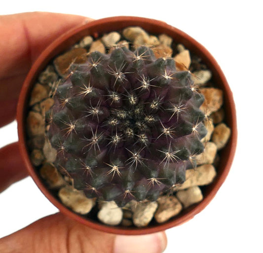 Copiapoa tenuissima A2 small rare succulent cactus with spiny green tubercles in pot