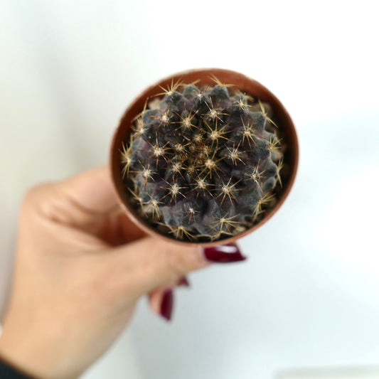 Kleiner dunkler Copiapoa tenuissima Kaktus mit goldenen Dornen in einem Terrakottatopf