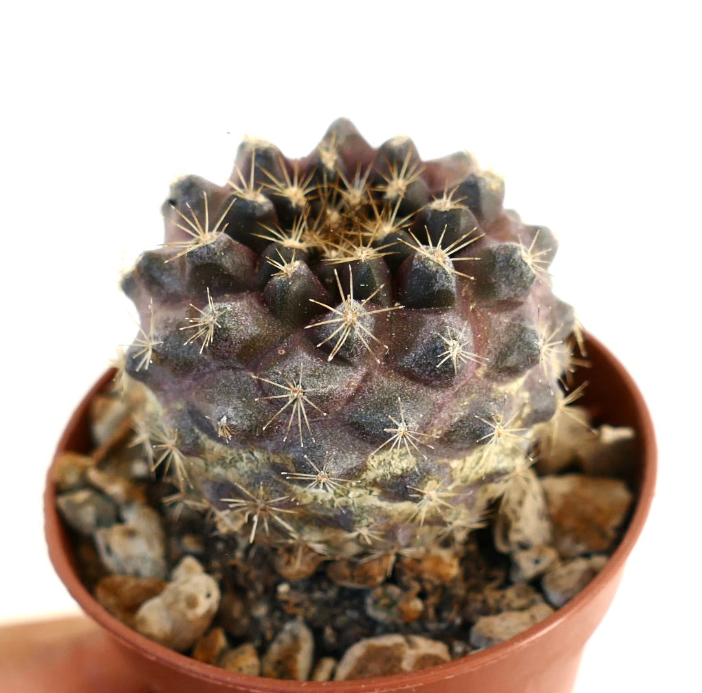 Copiapoa tenuissima, suculenta rara de color púrpura oscuro con espinas afiladas en maceta pequeña