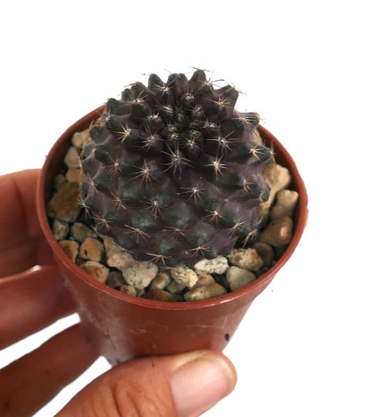 Copiapoa tenuissima small dark purple succulent cactus with fine spines in pot