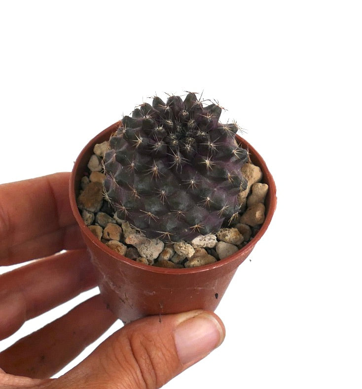 コピアポア・テヌイシマ ダークパープル 小さな丸いサボテン 細いトゲ付き 鉢植え