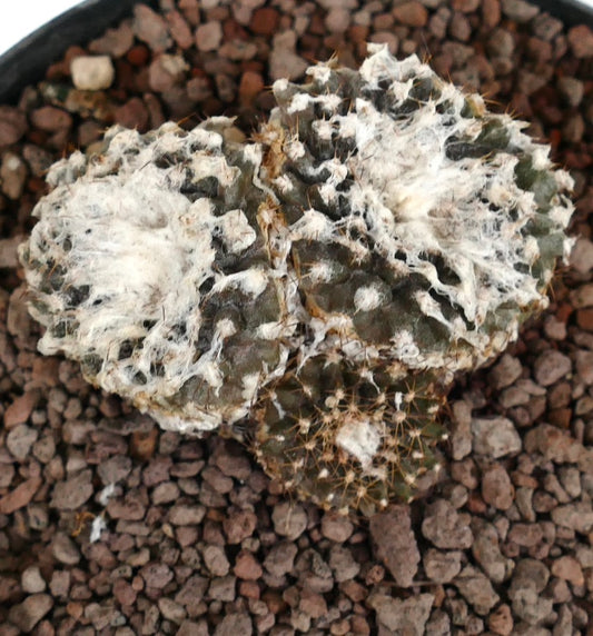 Copiapoa tenuissima rare cactus with dense white woolly areoles and small spines in rocky soil